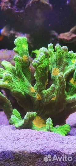 Живые кораллы, хетаморфа, измерение пар