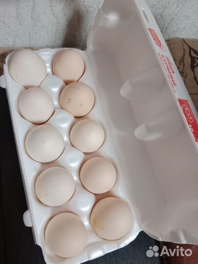 Домашние куриные яйца