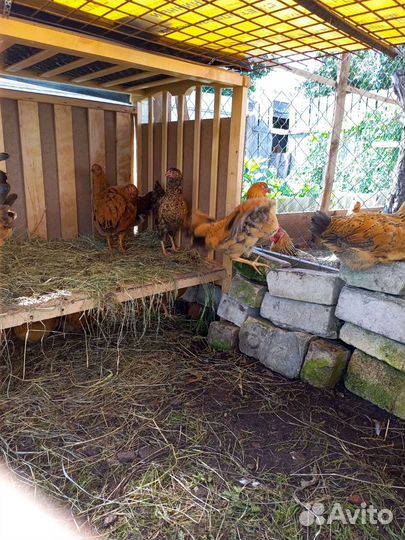 Кучинская юбилейная куры