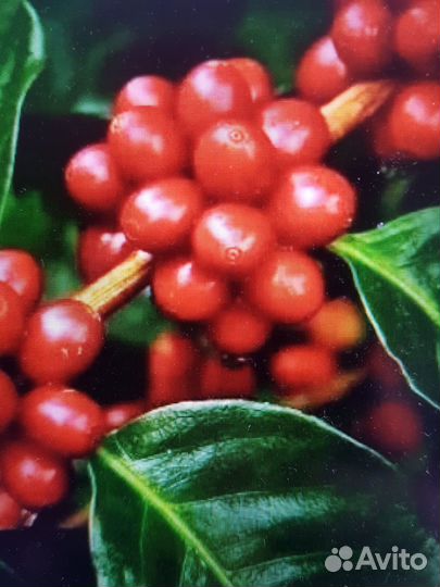 Кофейное дерево