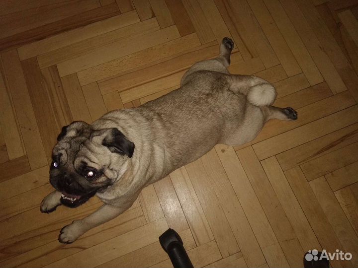 Выгуливать собак