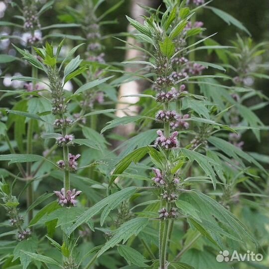Пустырник (Семена)