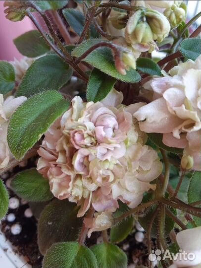 Фиалка трейлерные сорта