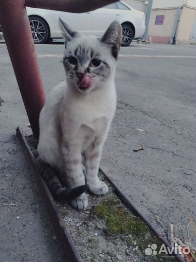 Метис тайской кошечки, живёт на улице