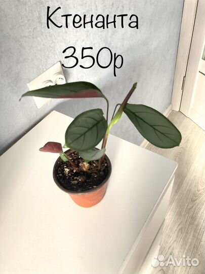 Сингониум Аглаонема алоказия калатея