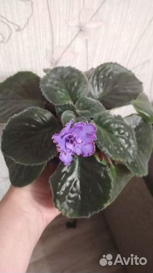 Фиалка Голубой дракон