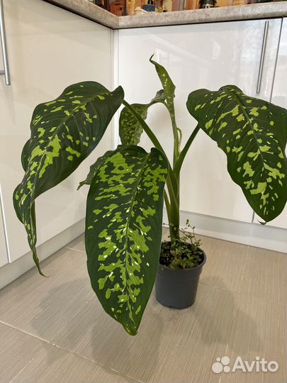 Диффенбахии, Пальмы, Драцена