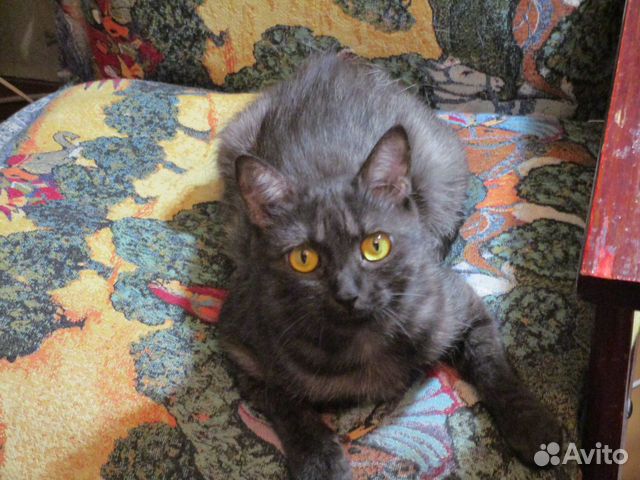 Уход за животными