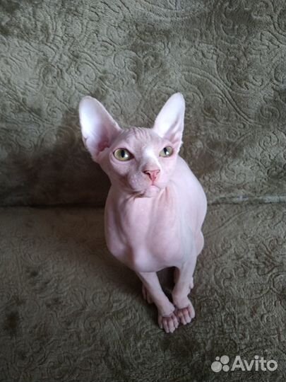 Канадский сфинкс