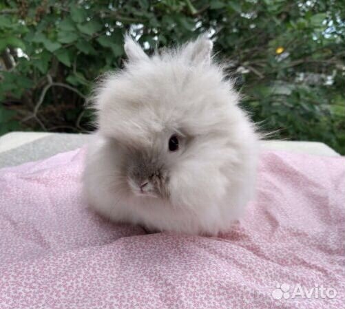 Декоративные кролики