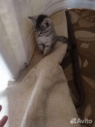 Отдам котят