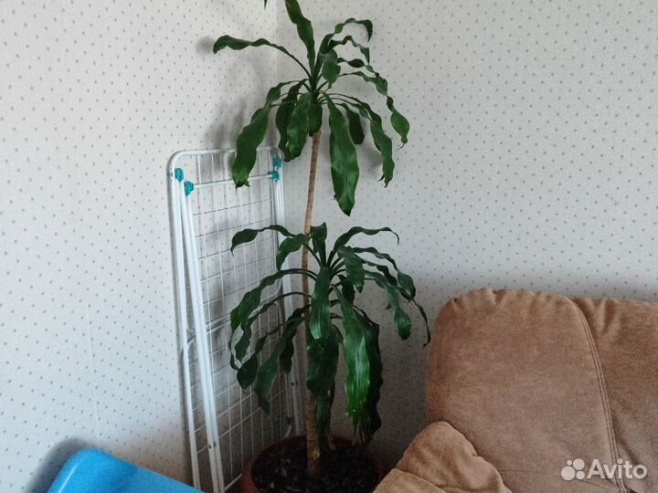 Пальма драцена