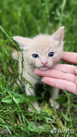 Котенок бесплатно