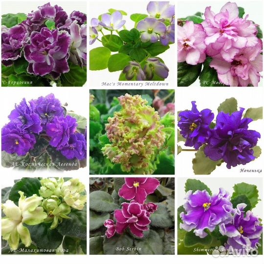 Фиалки сорт