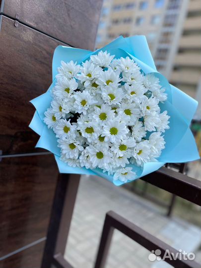 Хризантема кустовая ромашковая