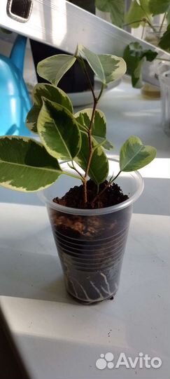 Фикус бенджамина пестролистный