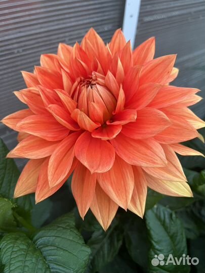 Георгины срезка