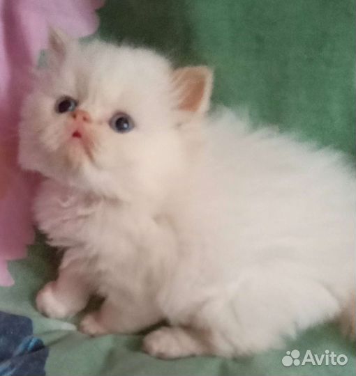 Персидские котята