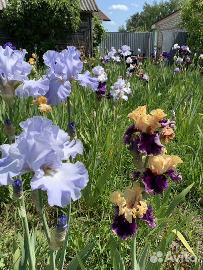 Ирисы коллекционные сорта