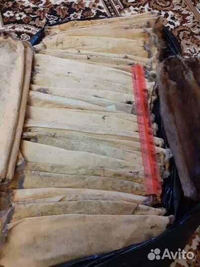 Шкуры ондатры, выделанные