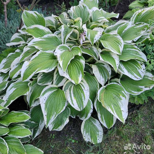 Хоста растение