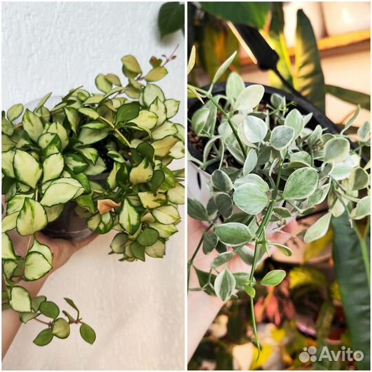 Срезы комнатных растений