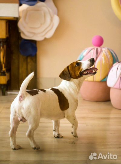 Джек Рассел терьер