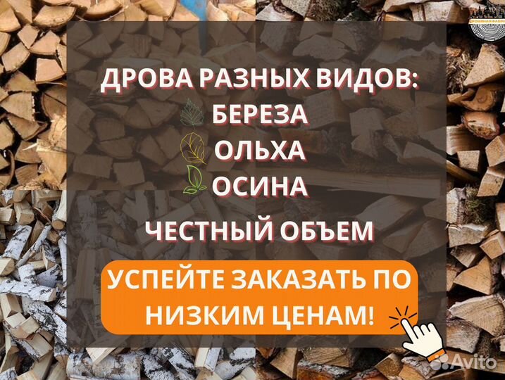 Дрова береза