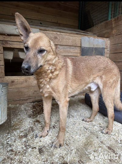 Собаки в дар бесплатно