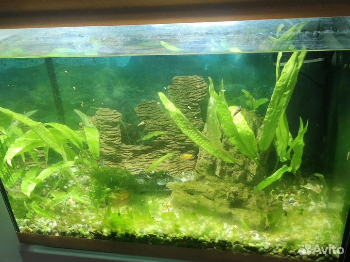 Аквариума