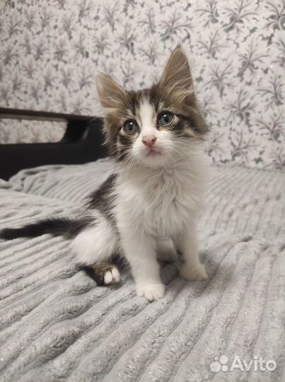 Отдам котят