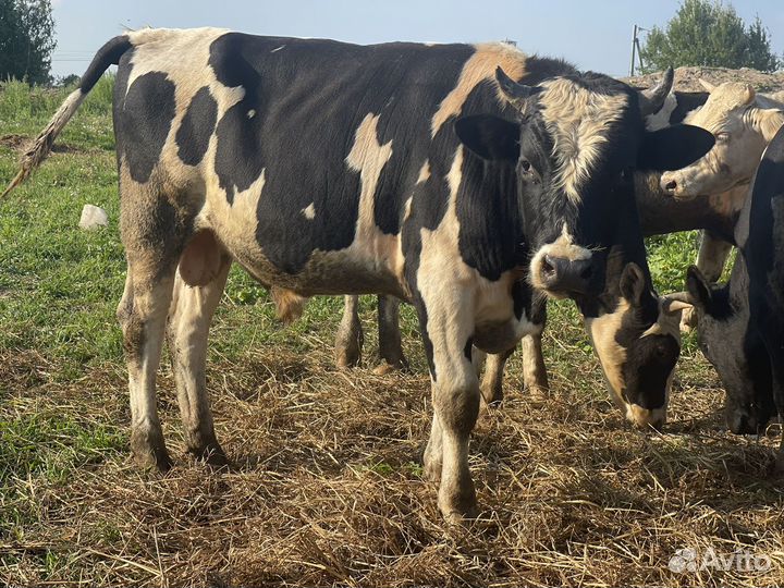 Бычки,мясо