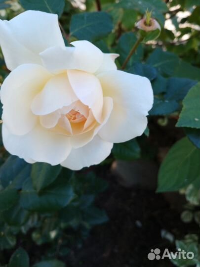 Кустовые розы