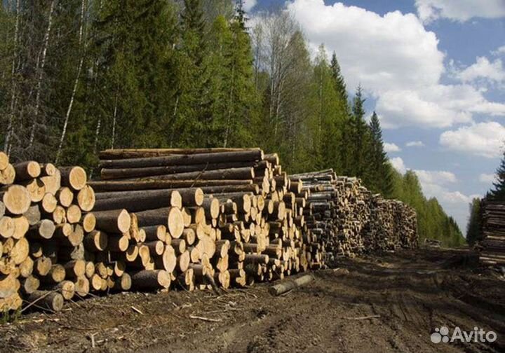 Требуются вальщики на лесозаготовку