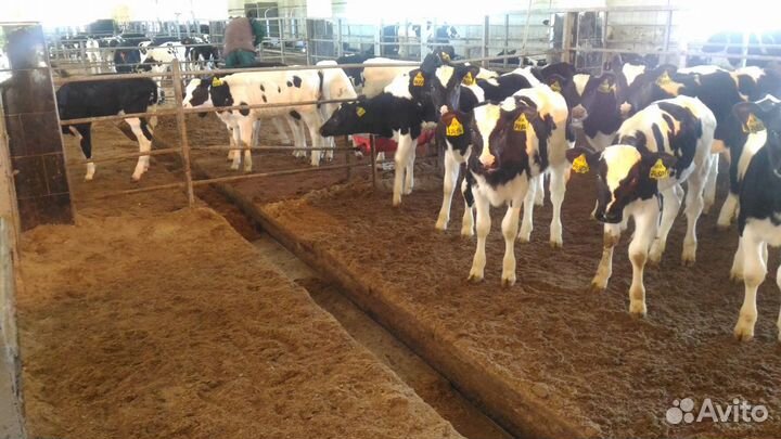 Телята бычки