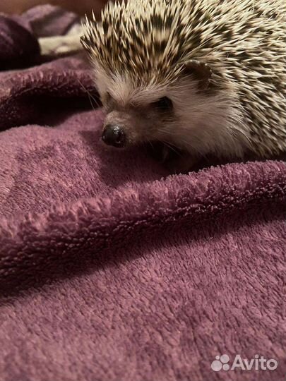 Африканский ежик