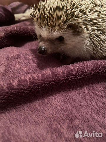 Африканский ежик