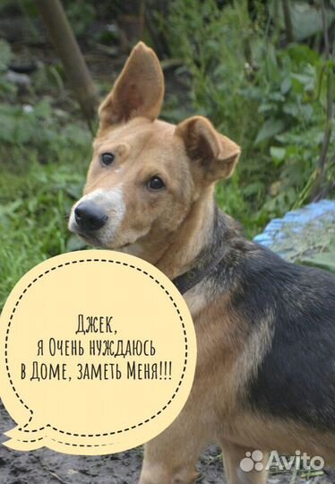 Неунывающий Джек, ждет свою семью