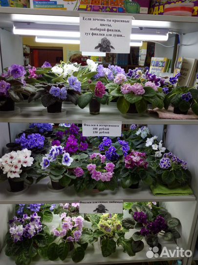 Фиалки сортовые