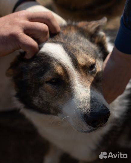 Теодор, лучший друг