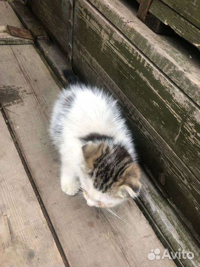 Бесплатно отдам котенка. Кошку