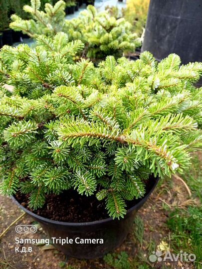 Сосны,ели,пихты