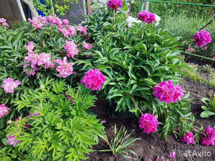 Пионы саженцы