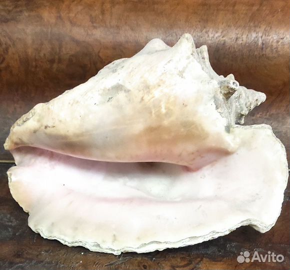 Большая морская раковина Куба 23 см