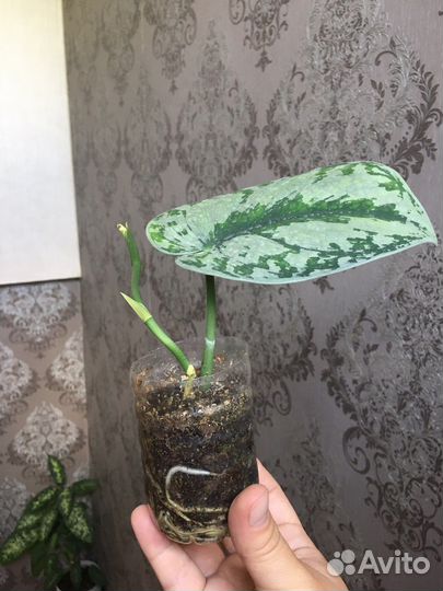 Филодендрон Мамей, сциндапсус