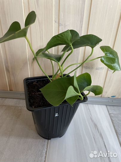 Комнатные цветы антуриум (мужское счастье)