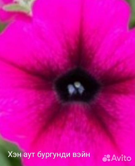 Семена петуний