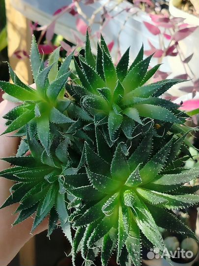 Суккуленты