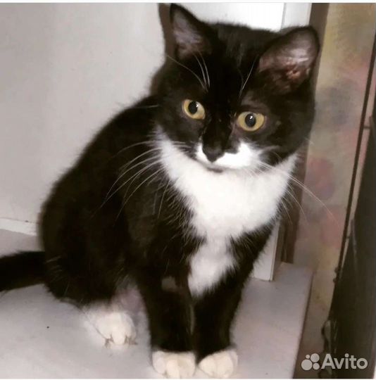 Кошечка Марго