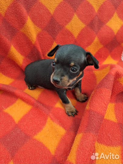 Мини той-терьер